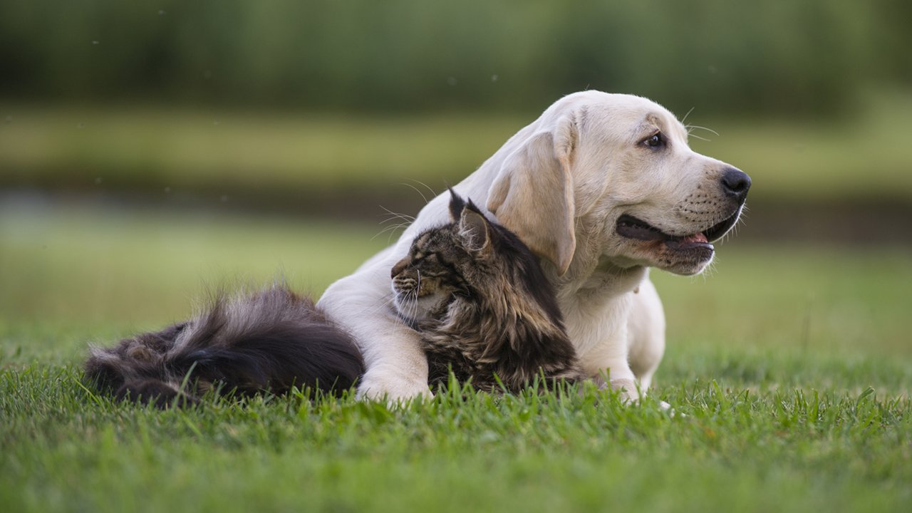 cat and puppy friendship